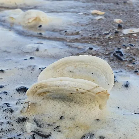 Appartamento Perfektmari *