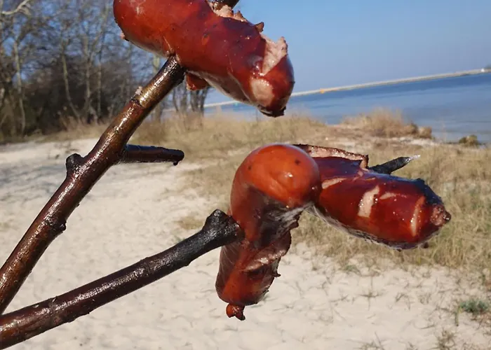 Perfektmari Świnoujście